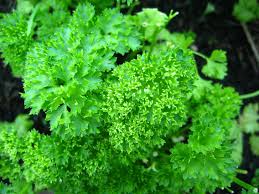 Persil frisee moss curled  frilly leaf Parsley 1gm seeds
